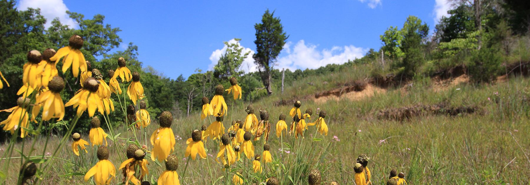 photo from the Richard & Lucile Durrell Edge of Appalachia Preserve System